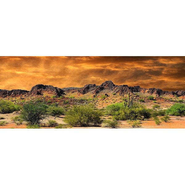 Reptile Habitat, Terrarium Background, Orange Desert Sky with Cactus - (Various Sizes) (20" H x 94" W)