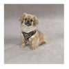 Zack & Zoey Zebra or Leopard Print Soft Plush Dog Harness Durable Reliable Walk Safety(XSmall Leopard Print)
