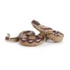 Fantarea Simulation Realistic Wild Life Python Snake Jungle Animal Action Figures Model Figurine Desktop Decoration Collection Party Supplies Cognitive Toys for Boys Girls Kid Toddlers