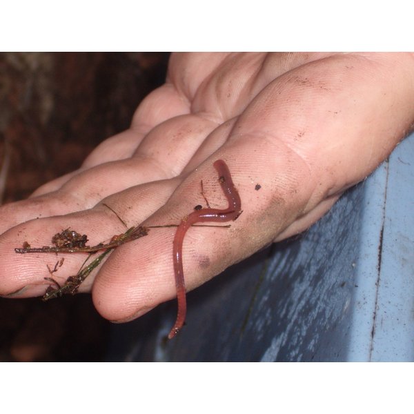 Nature's Little Recyclers 2000+ Red Wigglers, Organically & Sustainably Raised, Great for Composting & Pets, 2 Pounds