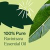 Plant Therapy Ravintsara Essential Oil 30 mL (1 oz) 100% Pure, Undiluted, Therapeutic Grade