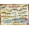 Cobble Hill 1000 Piece Puzzle - Freshwater Fish of North America - Sample Poster Included