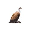 Schleich Wild Life, Animal Figurine, Animal Toys for Boys and Girls 3-8 years old, Vulture, Ages 3+
