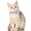LaReine Personalized Breakaway Cat Collar with Bell & Bow Tie, Stainless Steel Slide-on Pet ID Tag Engraved with Name & Phone Numbers, (Customized - 7"-11" Neck, Bling Purple)