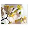 Small World Greetings Orchid Flower Note Cards 12 Count - Blank Inside with White Envelopes - A2 Size 5.5" x 4.25" - Floral Stationery - All Occasion Birthday, Thank You, and More