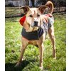 DOGHELIOS 'Lotus-Rusher' Waterproof 2-in-1 Pet Dog Jacket Coat with Removable Polar Fleece Lining w/ Blackshark technology, Medium, Orange, Charcoal Grey, Light Grey