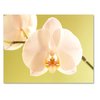Small World Greetings Orchid Flower Note Cards 12 Count - Blank Inside with White Envelopes - A2 Size 5.5" x 4.25" - Floral Stationery - All Occasion Birthday, Thank You, and More