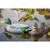 Pond H2o Floating Duck Decoy Family Pack, Contains One Male Mallard (Drake), One Female Mallard (Hen) and 3 Ducklings, Decoy, Yard Decoration