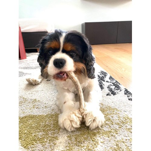 Perfect Pet Chews Economy Antler Dog Chew - Grade B-C, All Natural, Organic, Long Lasting Treats - Made from Naturally Shed Antlers in The USA - Medium Treat - 3-Count