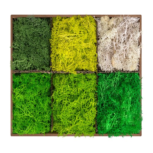 6 Colors Preserved Moss-16.9 OZ Natural Reindeer Moss-Moss for Crafts, Potted Plants Floral Arrangements Home Artistic Garden Decoration
