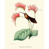 Hummingbirds Botanical Print Set of 4 Art Antique Beautiful Tripical Birds Flowers Plants Illustration Home Room Decor Wall Art Unframed