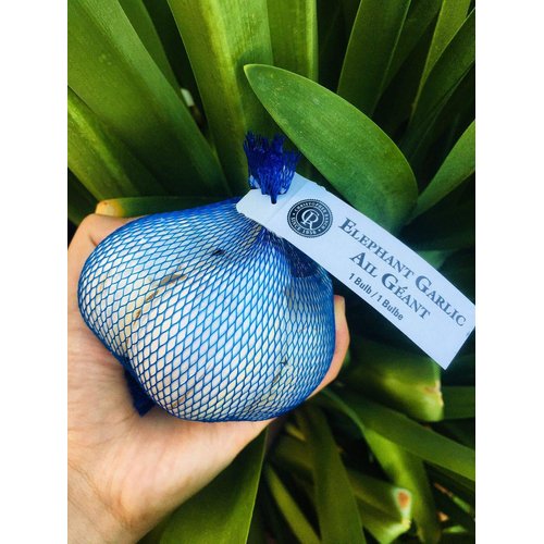 Kejora Fresh Elephant Garlic Bulbs - Eating and Planting (from California) (1)