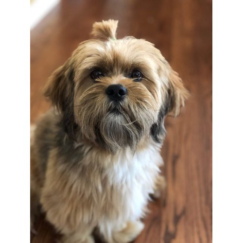 Sale! Pet Supply 200 Pack Tiny Rubber Bands Dog Hair Ties.1/2" Clear or Colored Rubber Bands for Hair,Mini Rubber Bands for Hair,Dog Grooming Top Knots,Dog Bows,Braids,and Dreadlocks (Black 200ct)