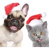 Beiabang 6 Pcs Dog Cat Pet Santa Hat Christmas Pet Costumes Santa Hat Pet Christmas Photo Props for Puppy Kitten Small Cats Dogs