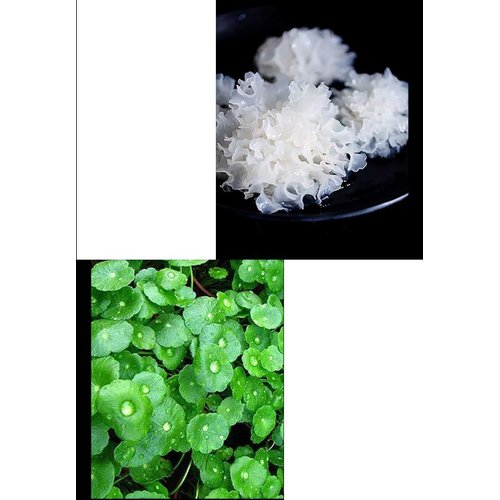 Mushroom Head Air Cushion CC Cream,BB Cream Makeup Foundation,Moisturizing Concealer Long Lasting Full Coverage Waterproof Foundation (Natural)