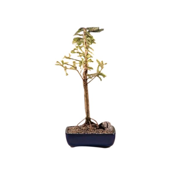 Bald Cypress Bonsai Tree<br><i>(taxodium distichum)</i>