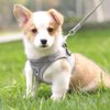 FEimaX Dog Harness and Leash Set for Walking, Soft Mesh Adjustable Easy Control Lightweight Cat Vest Harnesses with Reflective Strips, Escape Proof Small Dogs Cats Vests (Grey, X-Small)