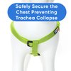 Pawtitas Dog Harness Medium Sized Dog Green Dog Harness Step in from a Senior Dog to a Puppy Harness Adjustable Reflective Dog Harness S Reflective Dog Vest