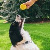 Flingerz Ultimate Fetch Toss & Launch Dog Toy Thrower (Replacement 2 Pack of Balls)
