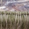 Arcturus Ghillie Suit Thread - Lightweight Synthetic Ghillie Yarn to Build Your Own Ghillie Suit (Dry Grass Mix)