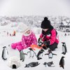 Morofme Arctic Penguin Figurines Toy Playset Mini Penguin Toy Set Realistic Penguin Cake Topper Small Penguin Action Figures Polar Animal Educational Toys Christmas Party Supplies Gift for Kids