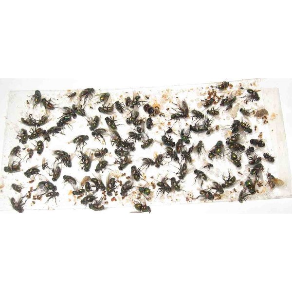 70 pk All Insect/Fly Traps/Sticky Strips/Glue Boards. Trap Flies, Bees, Wasps, Asian Beetles, etc.
