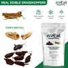 Edible Bugs Dark Chocolate Covered Grasshoppers by ecoEat – 11g Pack - Edible Insects Candy Grasshoppers - Snack Food Gifts