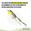 Lunkerhunt Topwater Frog Lures Bass Trout Fishing Lures Kit (3-Pack) | Most Realistic Frog Fishing Lures for Freshwater with Swimming Legs, Weedless Hooks