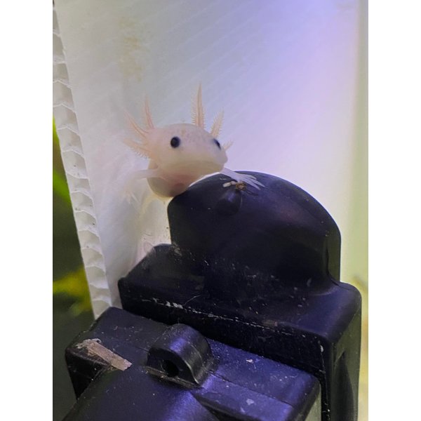 AQUATICBLENDEDFOODS Gourmet Axolotl Soft Food Pellet Mix 3.2mm & 4.0mm - ABF6 (32oz - 2 LBS.)