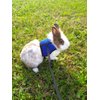 Pettom Bunny Rabbit Harness with Stretchy Leash Cute Adjustable Buckle Breathable Mesh Vest Harness and Leash Set for Kitten Small Pets Holland Lop Bunnies Walking (S(Chest:9.8-12.5 in))
