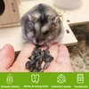 HGPOKLVT Hamster Snacks, Birds Treats, Hamster Chew Toys, Hamster Toy, Grinding Toy for Guinea Pig, Chinchilla, Hamster, Birds and Other Small Animals