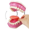 Evotech Dental Teeth Care Model, W/Giant Toothbrush, Kids Dental Care Teaching Demonstration Model, Speech Therapy Teaching Tool, Adult Standard Typodont Demonstration Teeth Model