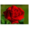 Will Davis Studios Red Rose All Occasion Fine Art Greeting Card (Blank Inside)