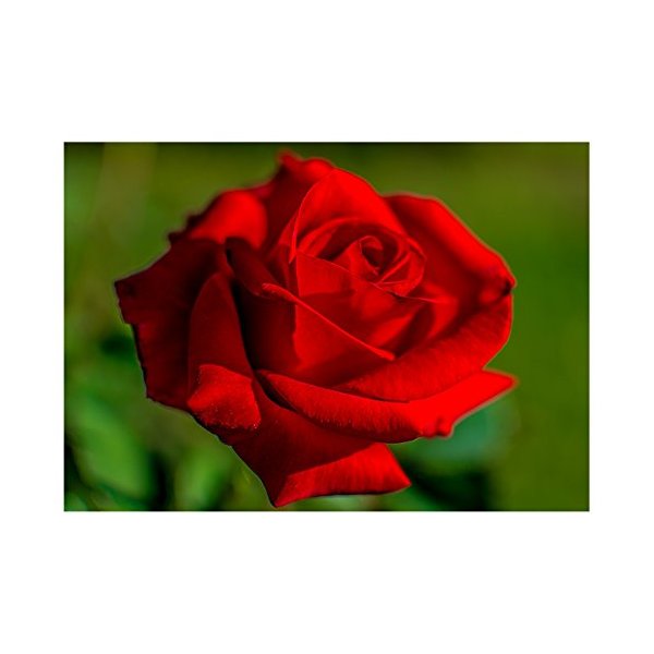 Will Davis Studios Red Rose All Occasion Fine Art Greeting Card (Blank Inside)