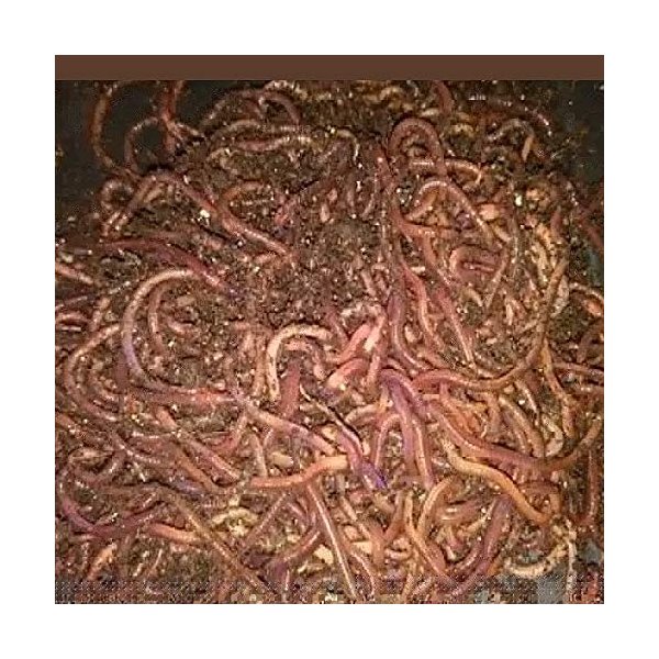 700 red Wiggler composting Worms