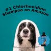 Pet Honesty Chlorhexidine Cat & Dog Anti-Itch Shampoo, for Allergies, Itching, Dog Skin and Coat Supplement, Helps Shedding, Hot Spots, Deodorizing Dog Shampoo, Dog Grooming Supplies,16oz