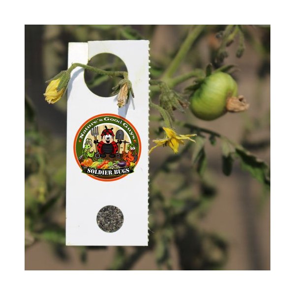 1,000 Encarsia Formosa Eggs for Whitefly Control