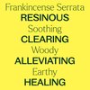 Plant Therapy Frankincense Serrata Essential Oils 100% Pure, Undiluted, Natural Aromatherapy, Frankincense Oil for Diffuser, Skin, Massage, & Joint Health, Therapeutic Grade 10 mL (1/3 oz)