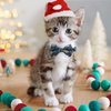 2 Pack Cotton Christmas Cats Collar with Bow Tie Red Green Cat Collars for Girl Female Boy Male Cat Collar with Bell Gingerbread Man Christmas Trees Charms