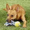 ChuckIt! Tennis Fanatic Dog Toy, Medium (2.5 Inch)