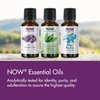 NOW Essential Oils, Peaceful Sleep Oil Blend, Relaxing Aromatherapy Scent, Blend of Pure Essential Oils, Vegan, Child Resistant Cap, 1-Ounce