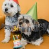 SPRICEMQC Happy 3rd Birthday Dog Paw Party Banner Banner Sign Backdrop - Shining Black Pet Party Decorations for 3rd Birthdays Dog theme Birthday Decoration Single-sided Pre-Strung