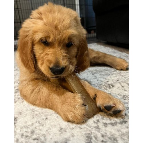 Nylabone Flex Chew Moderate Dog Chew Toy Bone, Chicken Flavor, Small/Regular (1 Count)