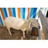 Goat Feeder, Hanging Duck Chicken Feeder, Fence Feed Trough, Goose Waterer Trough with Clips, Goat Supplies, 4.5 Quart, 2 Pack (Appearance Patent Product)
