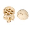 DOWEI Tattoo Ink Cup Holder,7 Holes Hard Skull Resin Tattoo Ink Cap Cup Holder Stand For Tattoo Supplies Permanent Makeup Tattoo Kit Tattoo Accessory(Skin Color)