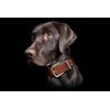 Genuine Top Grain Leather Padded Dog Collar | Handmade | Super Soft & Strong | Western Tooled Dog Collar | Brass & Stainless Steel Hardware | Dallas Collection by Angel Pet Supplies