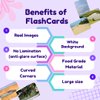 hungry brain Flash Cards for Toddlers, 24 Still Nature Flashcards, Double-Sided, Montessori, Educational, Kindergarten - Preschool Learning Activities, Gifts for Kids, 1, 2, 3, 4 Years Babies