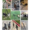 Dual Dog Leash for 2 Dogs, LRHINETAR Double Dog Leash with 360 Swivel No Tangle Walking