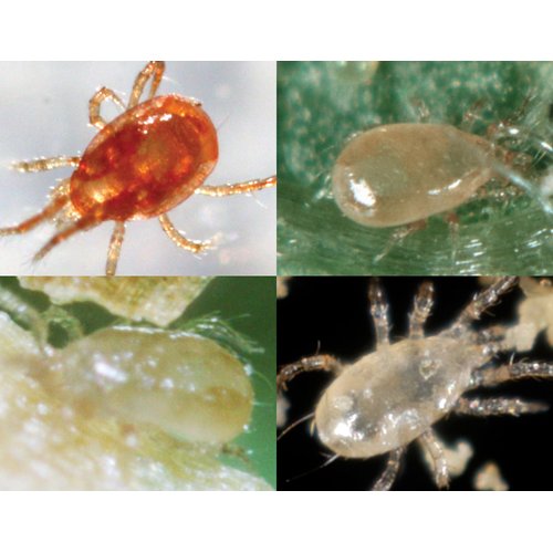 2,000 Live Adult Predatory Mite Mix - Special Blend Mix - Triple Blend Mix