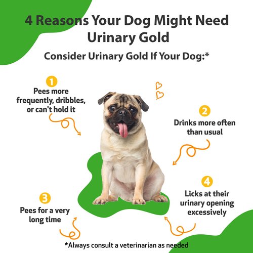 Pet Wellbeing Urinary Gold for Dogs - Vet-Formulated - Canine Urinary Tract Health, Supports Normal Urinary pH - Natural Herbal Supplement 2 oz (59 ml)